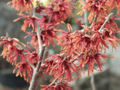 ambleside-gardens