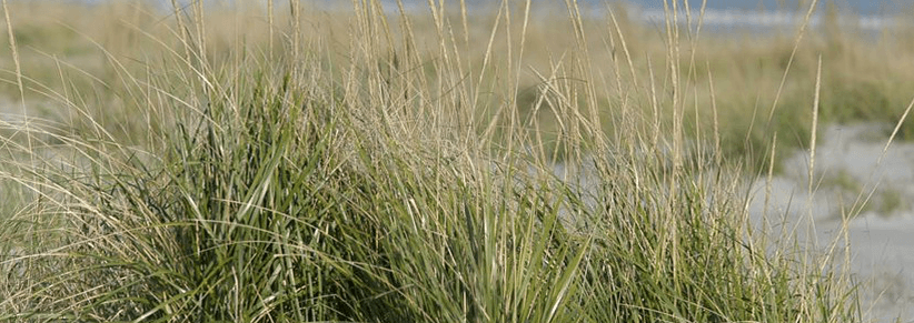 chrurchs-beachgrass-nursery