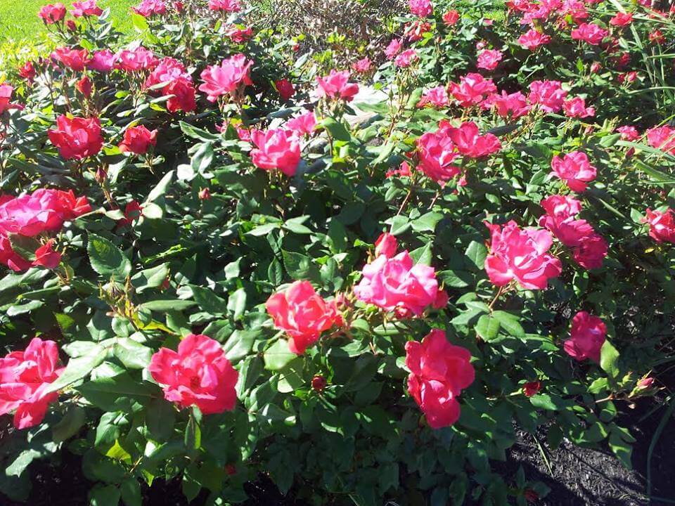 garden-greenhouse-nursery