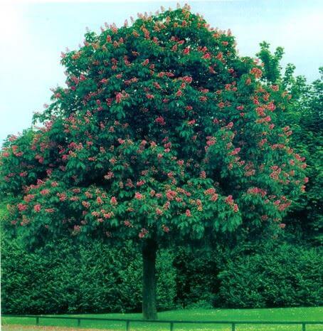 rutgers-landscape-nursery